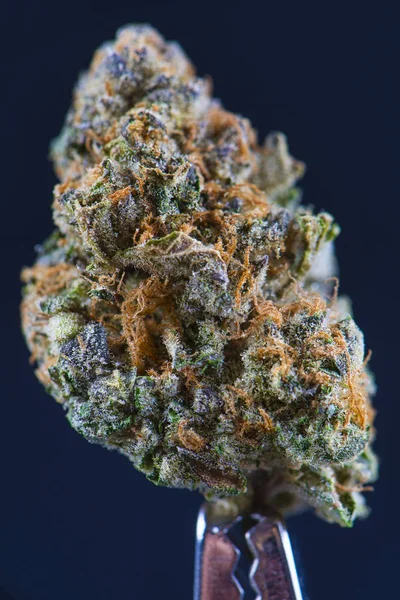 Makro detalj av cannabis bud (forum skära cookies marijuana stam — Stockfoto