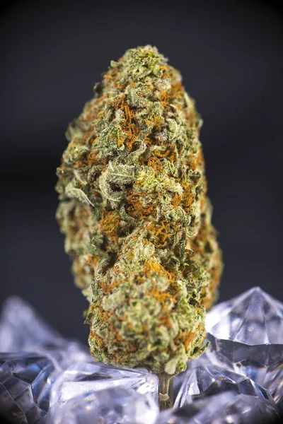 Detalhe macro do botão de cannabis (estirpe de maconha azeda tangie) isol — Fotografia de Stock