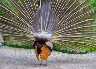 Erkek tavuskuşu göstermek uzakta onun muhteşem kuş tüyü Beacon Hill Park Victoria, Kanada.