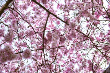 Detay bahar zaman pembe kiraz çiçekleri Beacon Hill Park, Victoria, Bc, Kanada