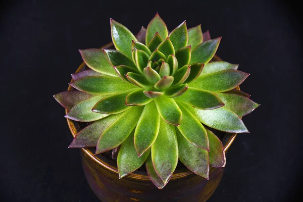 Détail Une Plante Succulente Pot Isolée Sur Fond Noir — Photo