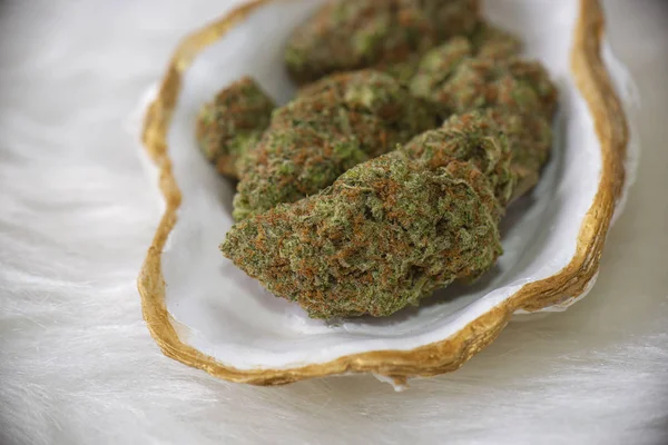 Kannabisz Rügyek Savanyú Imre Törzs Elszigetelt Fehér Belsejében Egy Kagyló — Stock Fotó