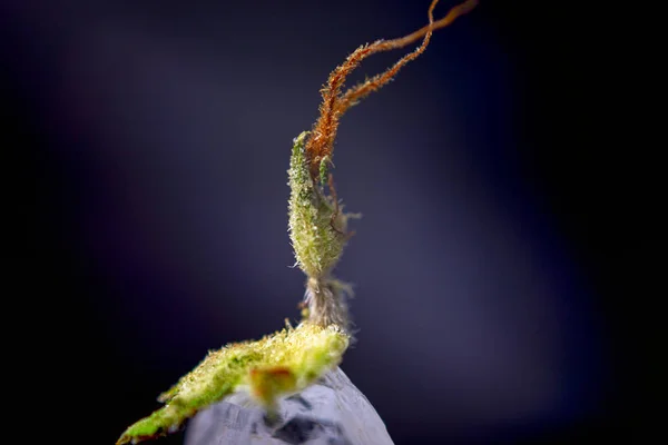 Makro Detalje Cannabis Calyx Sur Tangie Stamme Isoleret Sort Baggrund - Stock-foto