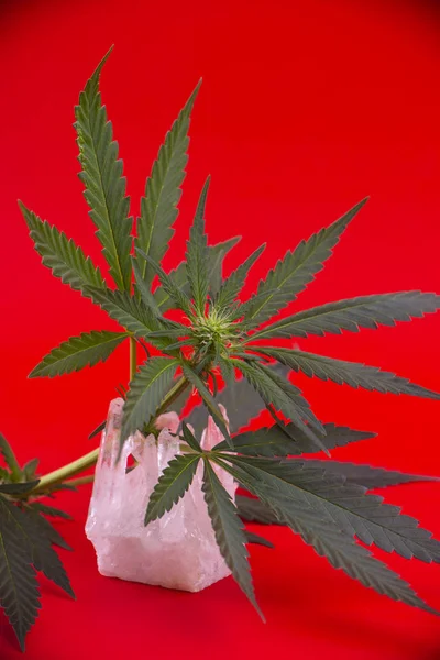 赤い背景の上に早期開花段階で大麻の花と葉の詳細 医療マリファナの概念 — ストック写真