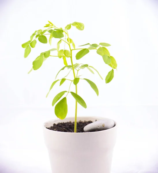 Tumbuhan Pot Kecil Moringa Moringa Oleifera Lam Terisolasi Dengan Warna — Stok Foto