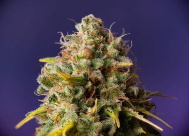Esrar çiçek üçlülerinin makro ayrıntıları (endüstriyel bitki türü) siyah arkaplan üzerinde izole edilmiş, tıbbi marihuana kavramı