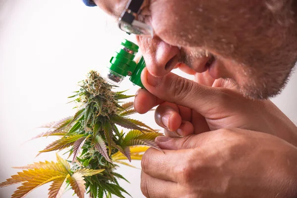 Esrar Yetiştiricisi Bitkinin Sağlığını Kontrol Etmek Için Kuyumcuyla Marihuana Çiçeklerine — Stok fotoğraf