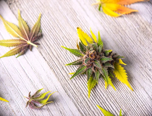 Assortiment Feuilles Fleurs Cannabis Sur Fond Bois Blanc — Photo