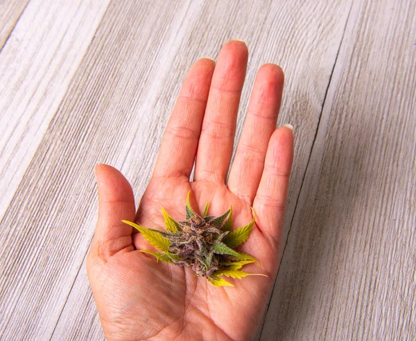 Tangan Memegang Kuncup Ganja Kecil Atau Bunga Dengan Latar Belakang — Stok Foto