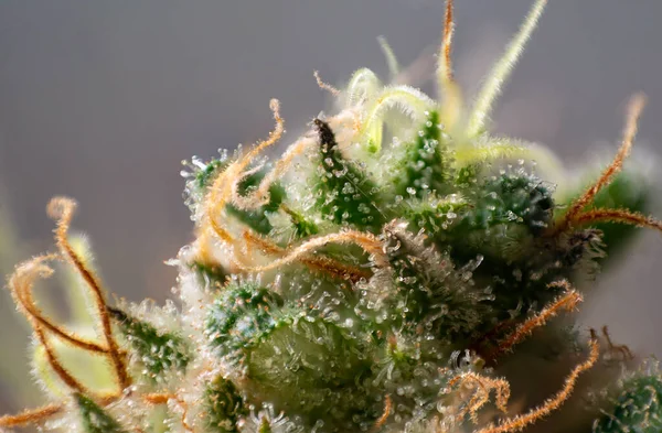 Makro Detalj Cannabis Blomma Trichomes Industriell Växt Stam Med Synliga — Stockfoto