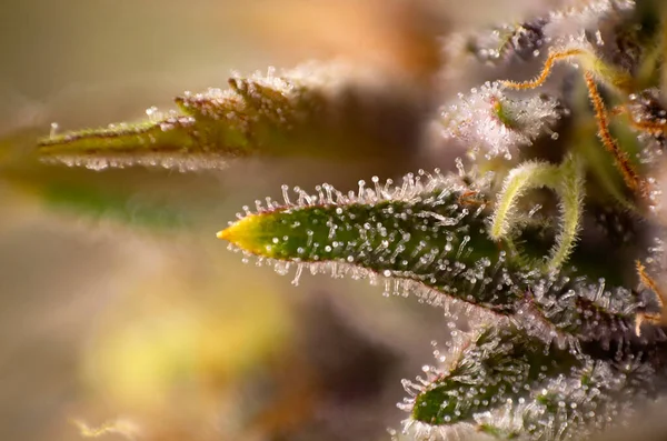 Makro Detalj Cannabis Blomma Trichomes Lila Drottning Stam Med Synliga — Stockfoto