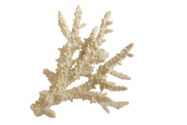 Beyaz bir zemin üzerinde beyaz dallı deniz mercanı. Suda değil.
