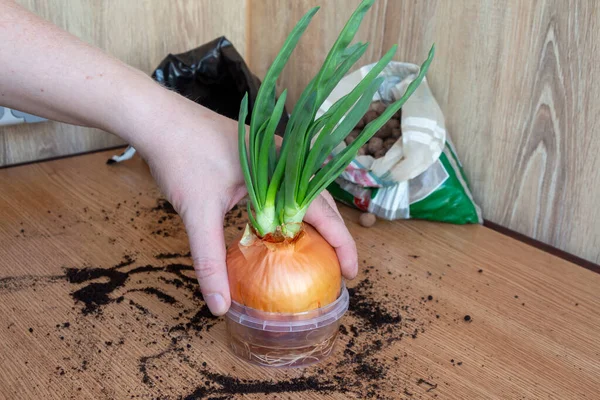 Process of transplanting sprouted onion plant into a pot. Person touches a plastic pot with sprouted onion. Growing food at home theme.