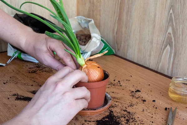 Process of transplanting sprouted onion plant into a pot. Person compacts with his hands the freshly poured earth next to a sprouted onion plant in a plastic pot. Growing food at home theme.