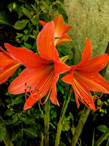 Lily Flor Primavera Temporada Aldeia Índia — Fotografia de Stock