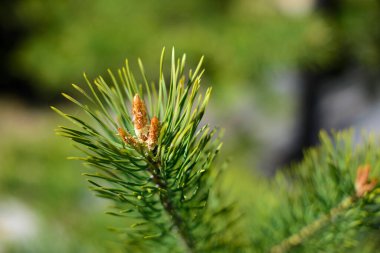 Genç yeşil çam ağacı baharda çiçek açar.