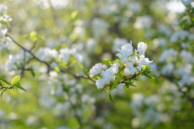 Baharın başında çiçek açan elma ağaçları. Yeşil arka planda beyaz çiçekler.