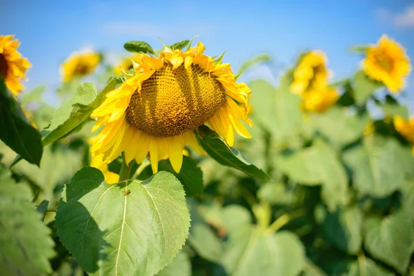 yellow sunflower with bowed head against a blue sky with clouds