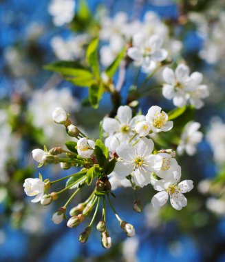   Baharda beyaz kiraz çiçekleri