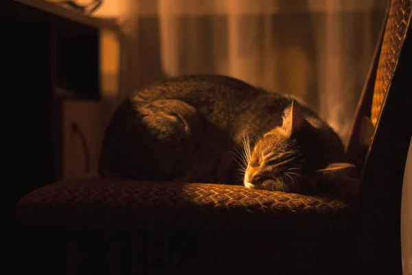Śpiący Kotek Starym Krześle — Zdjęcie stockowe