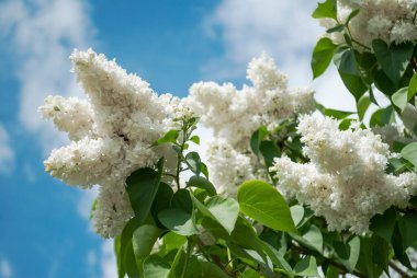 Mavi gökyüzüne karşı beyaz leylak