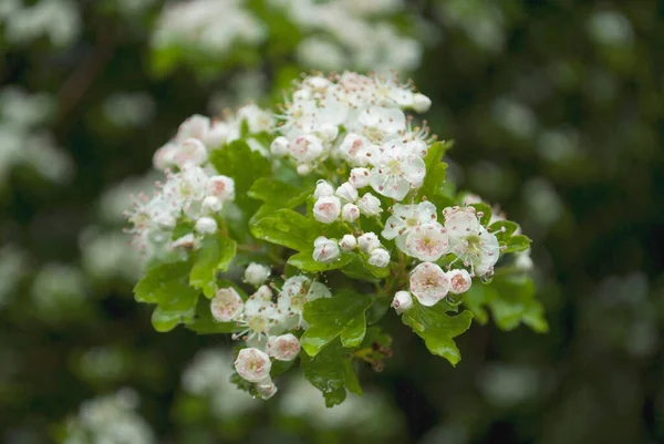 Fehér Virágok Késő Tavasszal — Stock Fotó