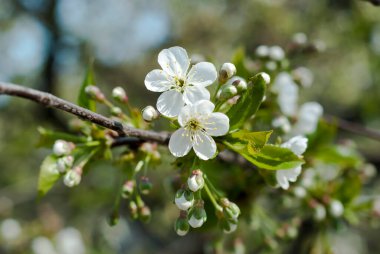 Yeşil yapraklı arka planda kuş kirazının yeşermesi