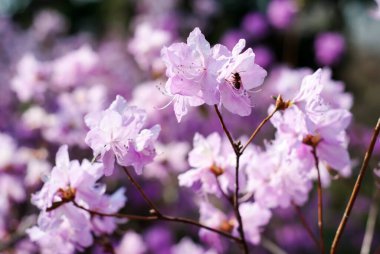 Beyaz arka planda beyaz kiraz çiçekleri