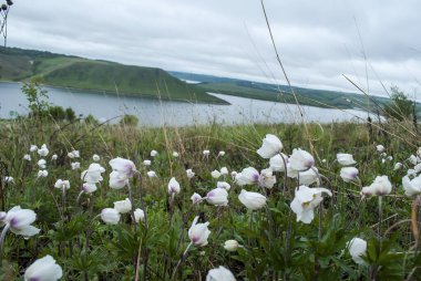Nehir ve tepelerin arkasında beyaz çiçekler