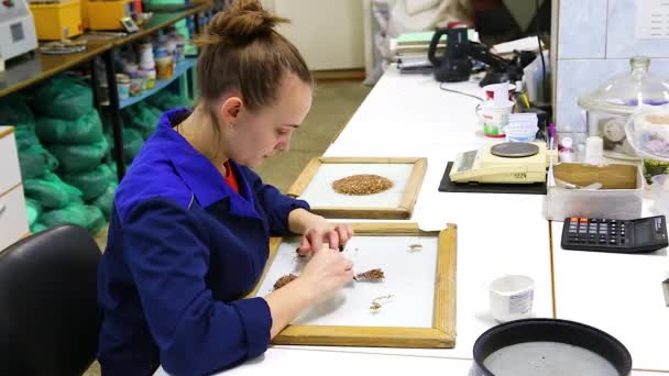 Ein Mädchen Blauer Uniform Nimmt Buchweizensamen Auf Einem Glastablett Auf — Stockvideo