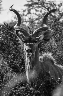 Siyah beyaz vahşi hayvan.