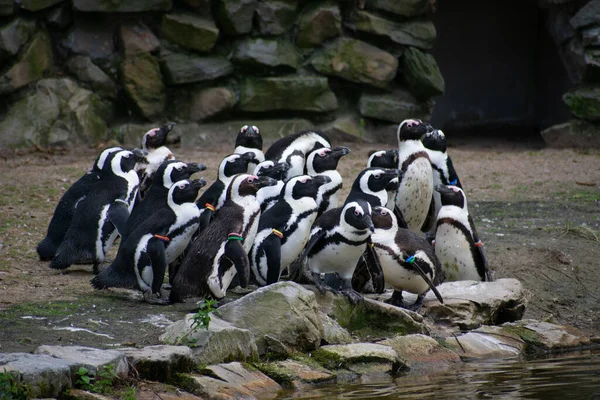 Μαύροι Και Λευκοί Πιγκουίνοι Μαζί Στο Ζωολογικό Κήπο — Φωτογραφία Αρχείου