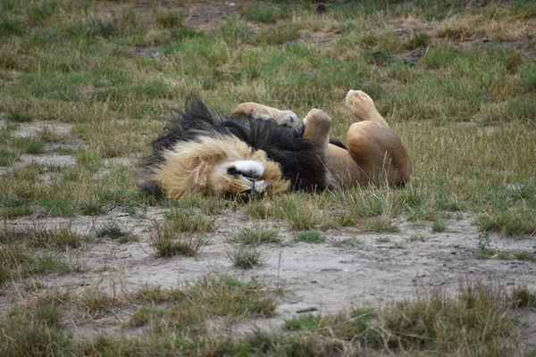 Лев Лежить Землі Зоопарку — стокове фото