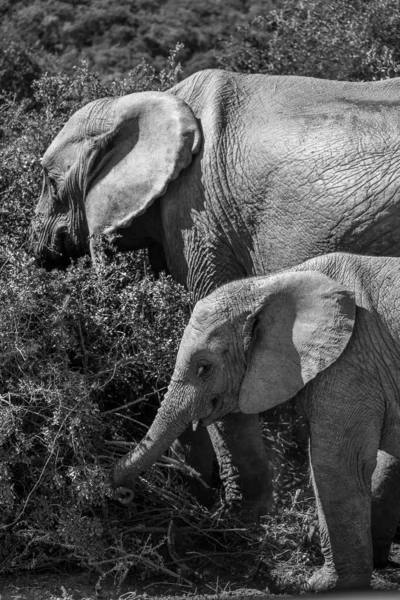 Filler siyah beyaz çalılıklardan yiyorlar.