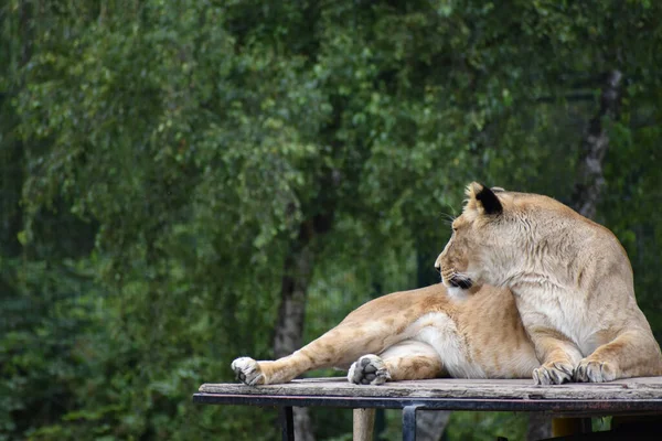 Leeuw Zittend Jeep Dierentuin — Stockfoto