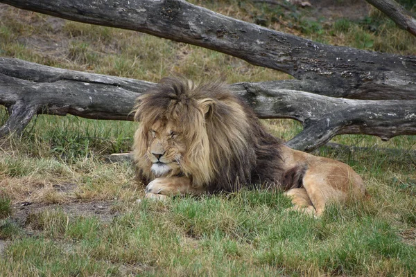 Mannelijke Leeuw Dierentuin Met Gras Boom — Stockfoto