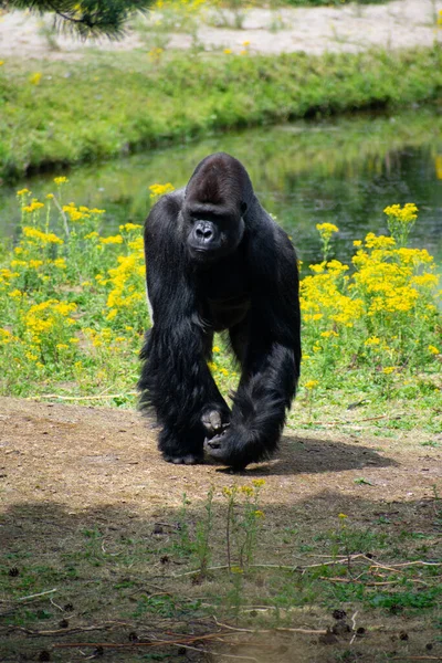 Gorilla Mit Gelben Blüten Hintergrund — Stockfoto