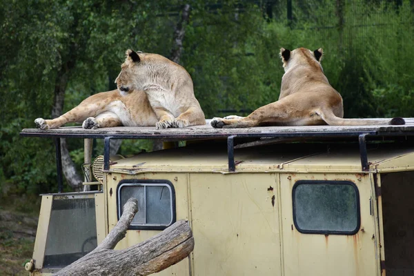 Twee Leeuwen Een Jeep Dierentuin — Stockfoto