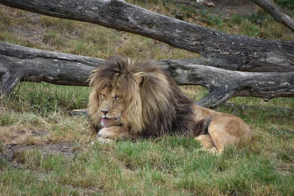 Mannelijke Leeuw Likken Poot Dierentuin — Stockfoto
