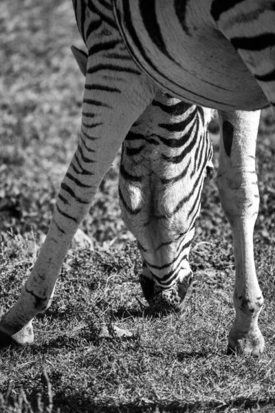 Zebra in desert black and white