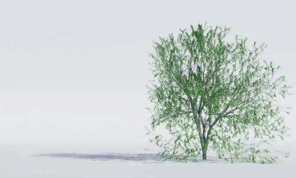 Ізольоване Листяне Дерево Білому Тлі Рендерингу — стокове фото