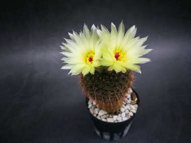Sarı çiçekli kırmızı polen, mini kaktüs üzerinde küçük bir potada. Stüdyo mermer desenli arka plan siyah tonu vurdu..