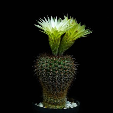 Sarı çiçekli kırmızı polen, küçük kaktüslerin üzerinde. Stüdyo çekimi izole edilmiş siyah arkaplan.. 