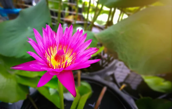 Rosa Pólen Amarelo Lótus Roxo Lagoa Lírio Água Bonita Flor — Fotografia de Stock