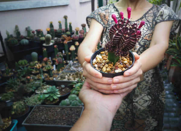 Little Cactus Pot Asian Lover Hands Cactus Mini Garden Home — Stock Photo, Image