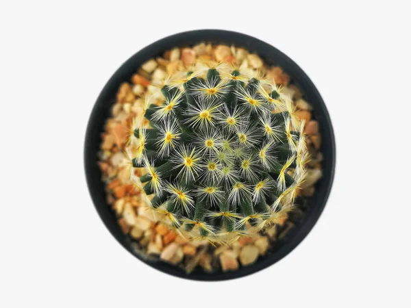 Vue Dessus Mini Cactus Dans Petit Pot Isolé Fond Blanc — Photo