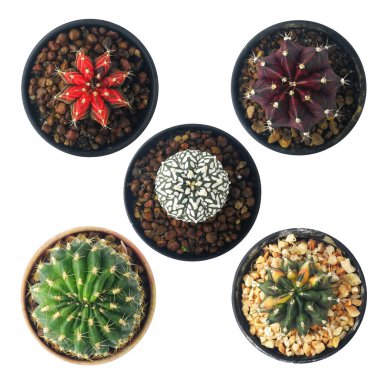 Beyaz arka planda, kırpma yolu ile izole edilmiş küçük bir tencerede mini kaktüs seti. Astrofittum, Gymnocalyciam, Obregonia 