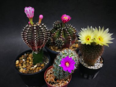 Bir sürü çiçek ve minik kaktüs türleri küçük kaplarda. Stüdyo çekim mermer desen arkaplan siyah ton.