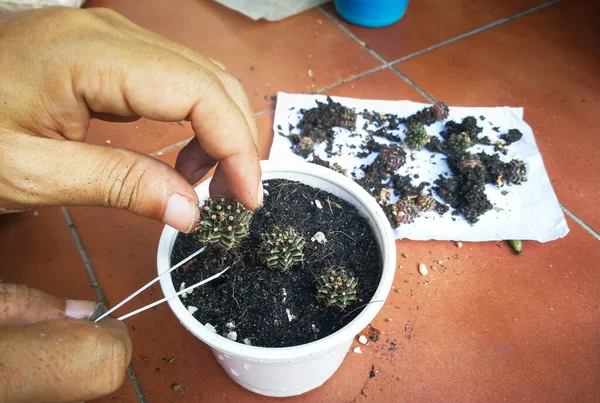 Baby Cactus Verplaatsen Naar Grotere Potten Cactus Naam Gymnocalycium Mini — Stockfoto