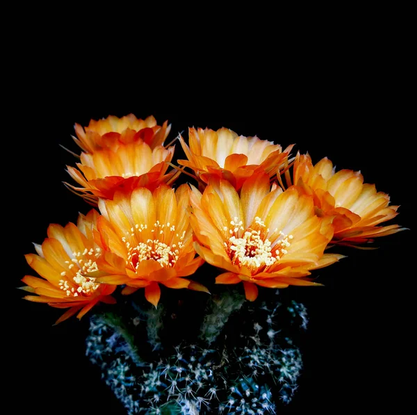 ミニサボテン名ロビアのオレンジ色の花 孤立した黒の背景に小さな鍋 スタジオ撮影と照明 — ストック写真